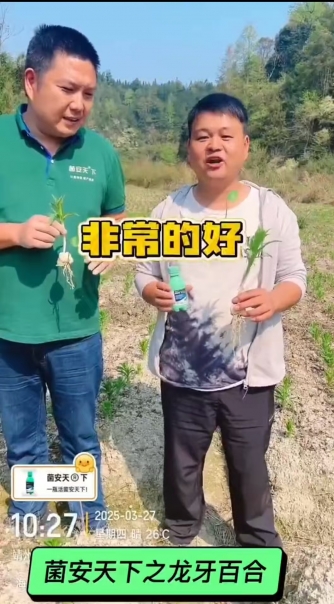 《菌安天®下》助力龙牙百合：药食两用，绿色种植，提质增产！坚决杜绝农残！