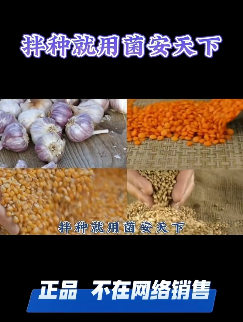 推广《菌安天®下》为何要从拌种开始？