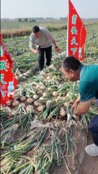 菌安天®下何以成为农作物绿色增产新标杆