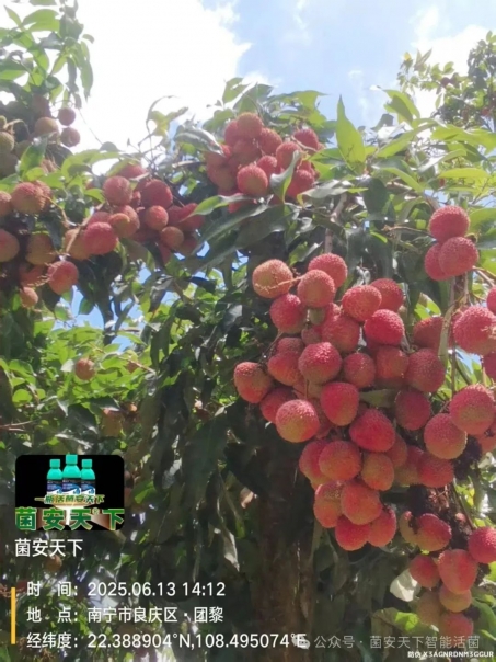 《菌安天®下》技术加持下的荔枝，用实力说话，果更厚，汁更甜，价格更诱人！